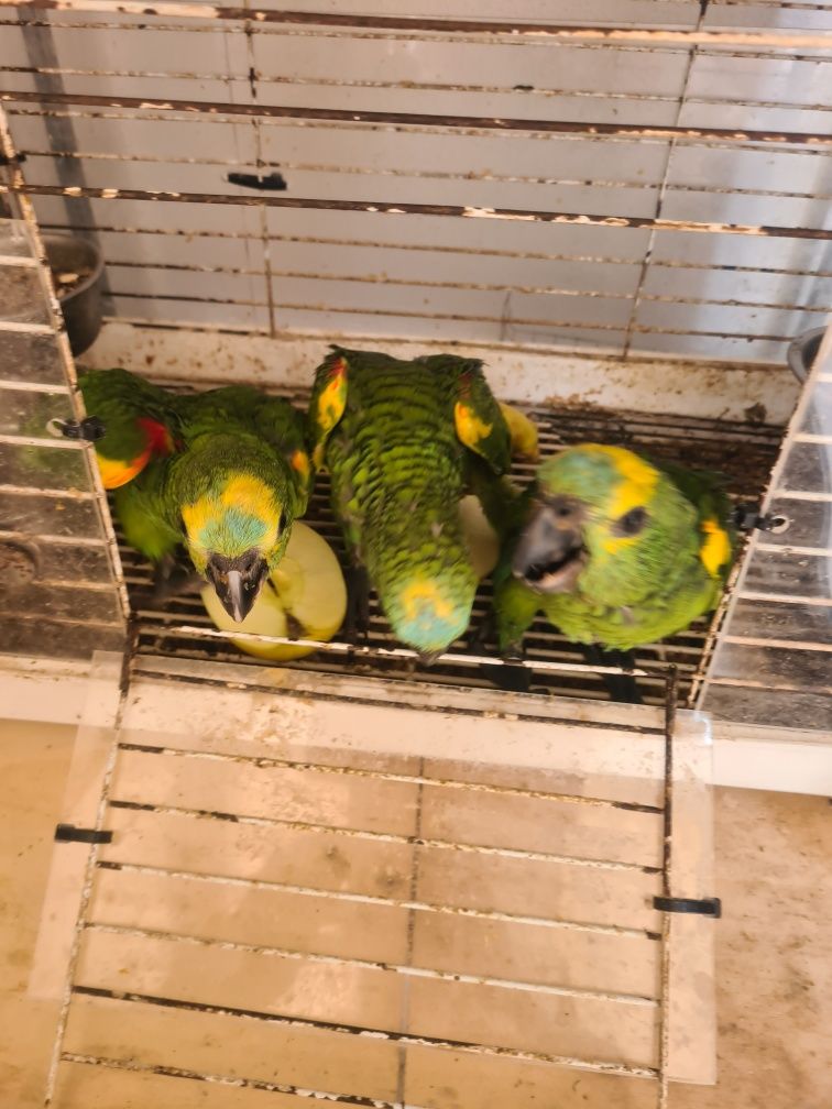 Papagaios aestivas