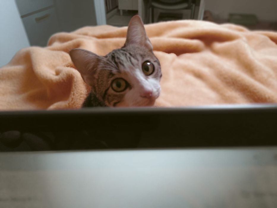 Gatinha jovem bebé para adoção responsável