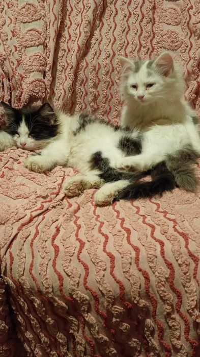 Oddam młode kotki za darmo
