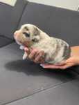Owczarek Australijski piesek blue merle ZKwP/FCI