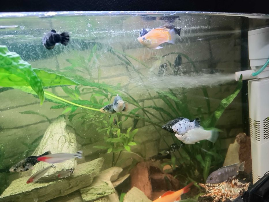 Sprzedam Molinezje i Platynki