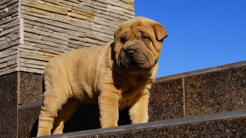 Frugo,Błękitno płowy samczyk Shar Pei z rodowodem, po rodzicach FCI