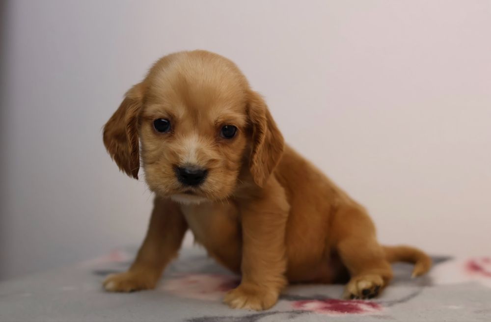 Cocker Spaniel Angielski samiec