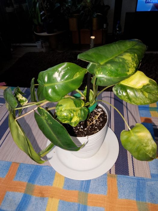 Philodendron Burle marx Variegata