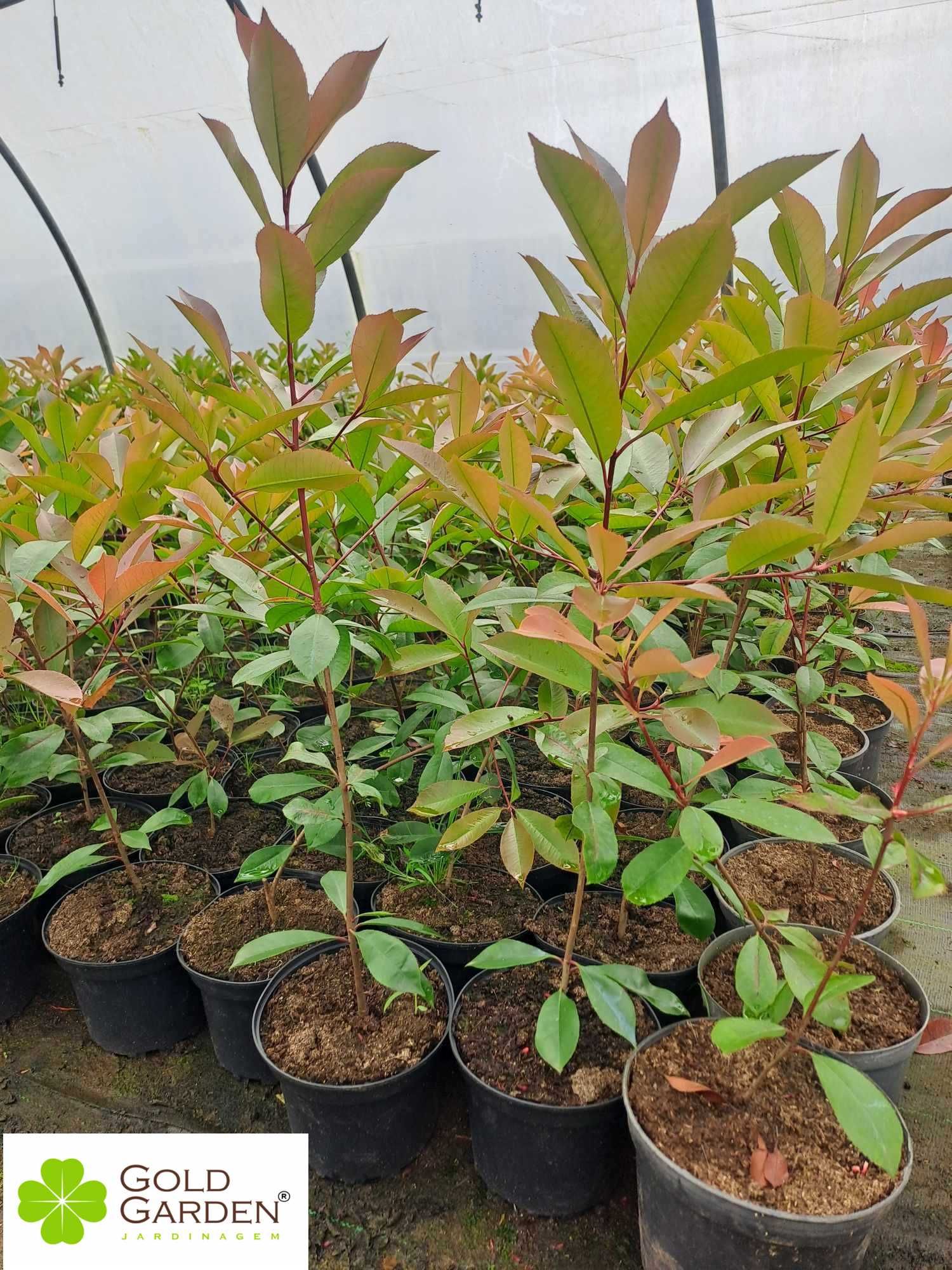 CAMPANHA 2024/2025 - Photinias/Ciprestes/Lauros/Plantas/Jardim