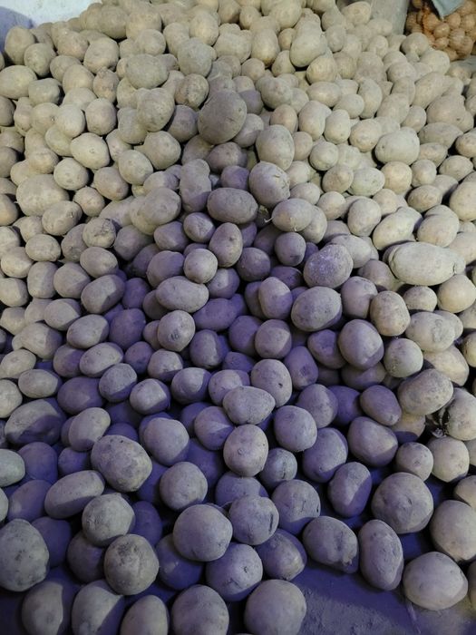 Ziemniaki jadalne gala,lilly,denar