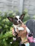 Chihuahua krótkowłosa ZKwP suczka