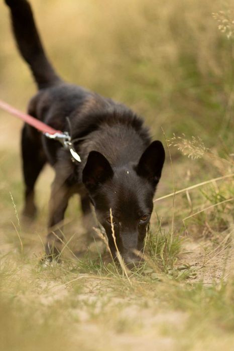 Kochana, zagubiona KIARA szuka domu !! Do adopcji !!