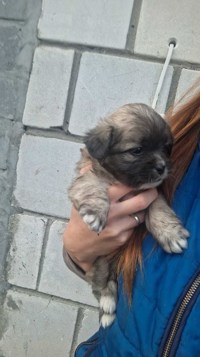 Oddam pieski po mamie mieszanki shihtzu