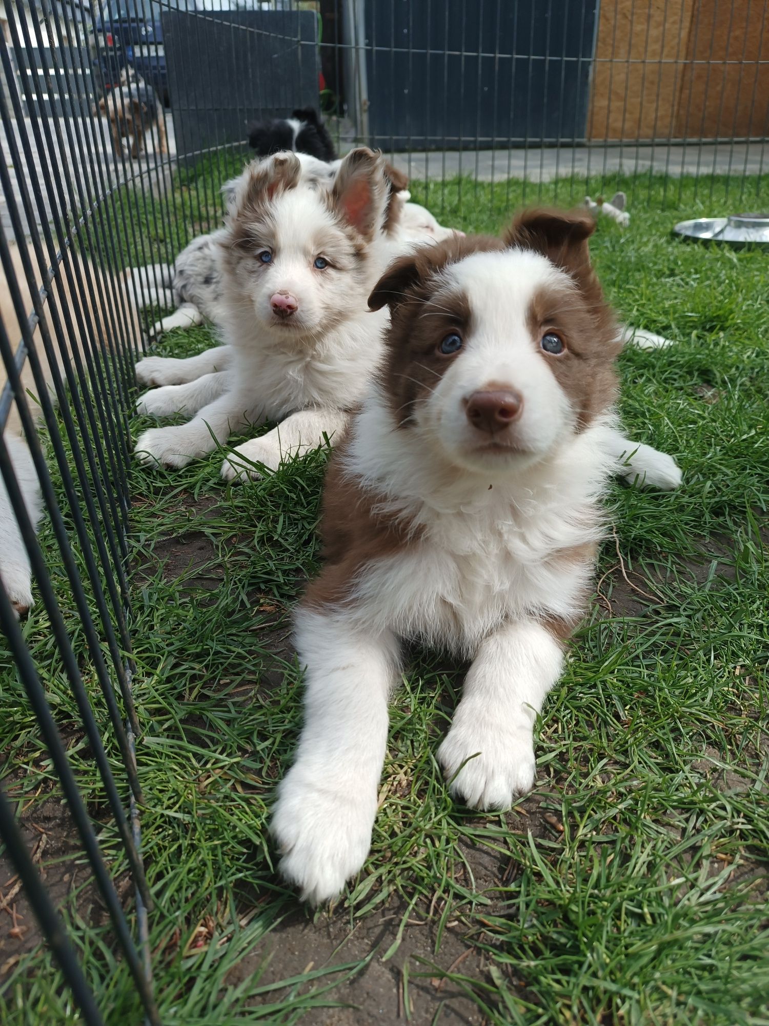 Border Collie Czekoladowa Samiec