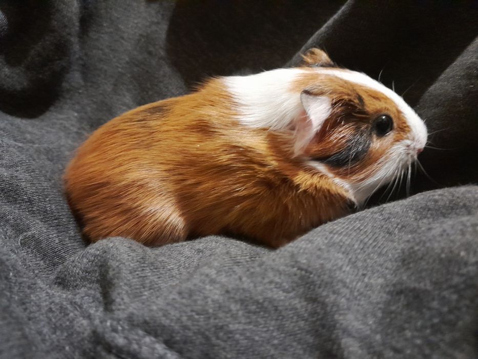 Морська свинка. Ручна