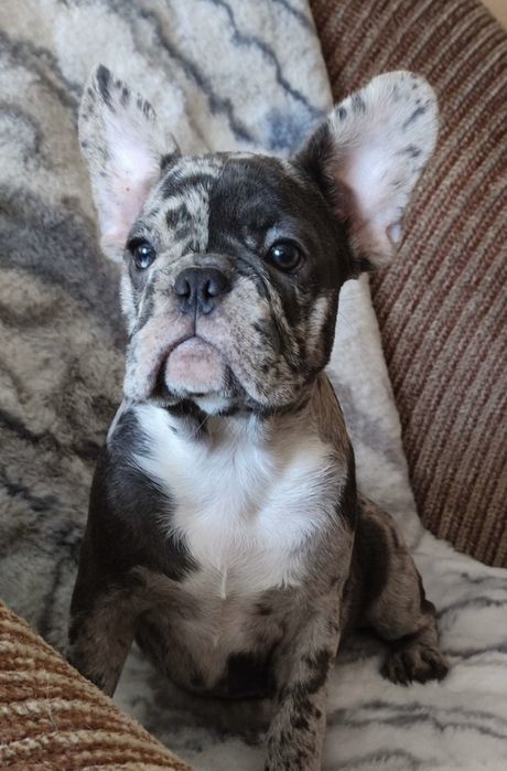 Щенята шукають родину