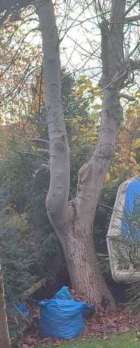 Konar drzewa - orzech włoski
