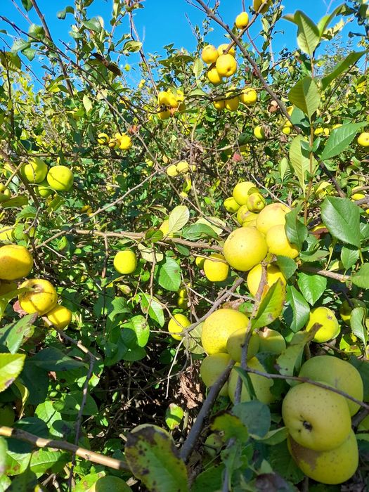 Pigwowiec japoński owoce