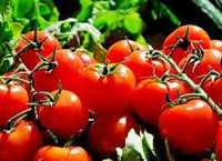 Ищу партнера для выращивания помидоров