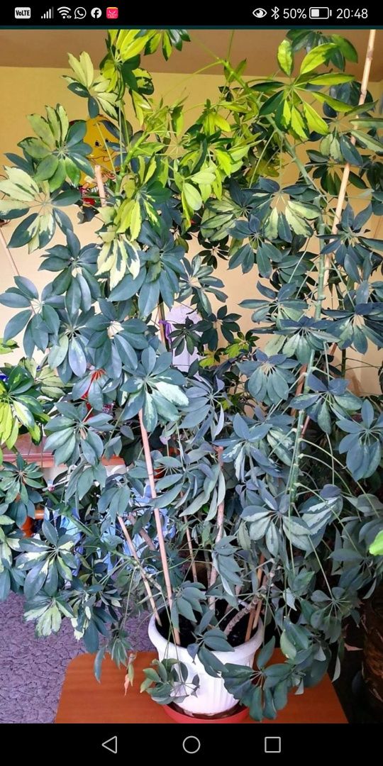 Szeflera drzewkowata 180 cm wys.