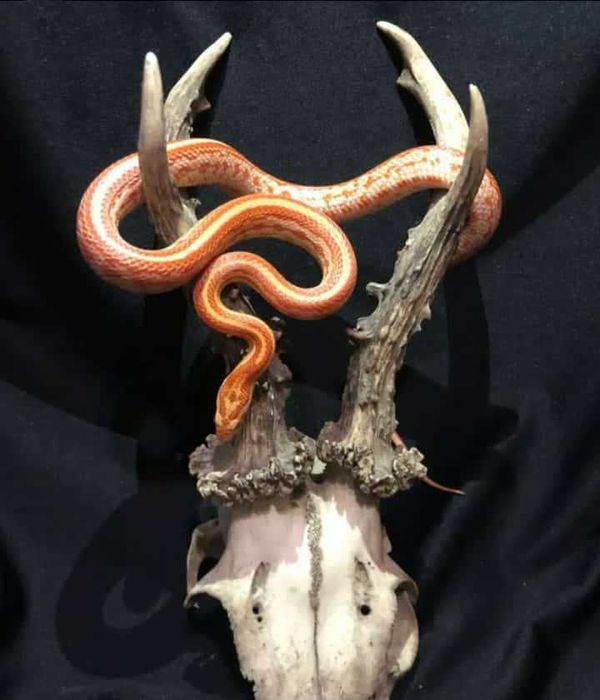 Wąż zbożowy amelano