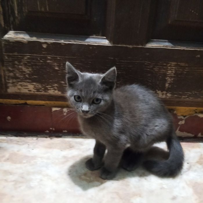 Кошенята шукають люблячих господарів