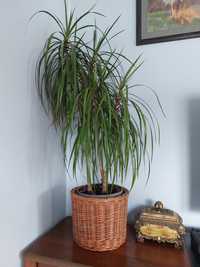 Dracena obrzeżona/ Dracaena marginata, 105 cm
