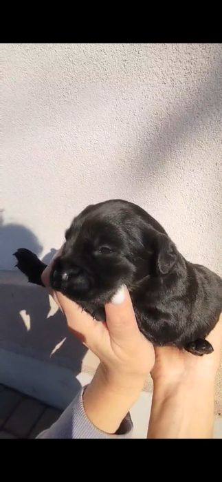 Англійський кокер-спанієль