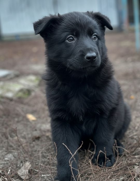 Продам чистокровних цуценят німецької вівчарки