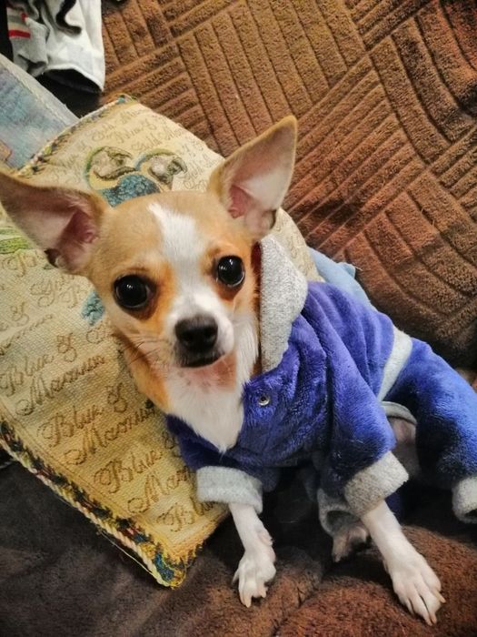 Вязка  чихуа-хуа