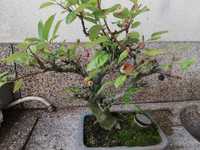 Bonsai  Macieira