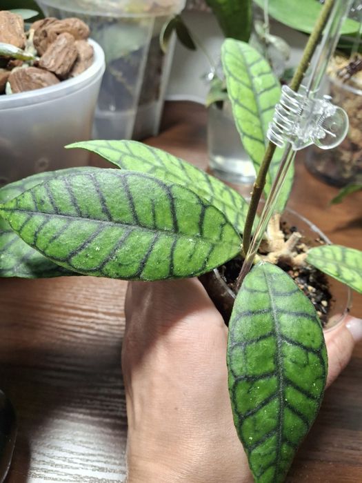 Хойя Callistophylla kalimantan