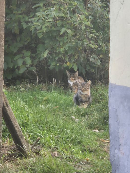 Kotki  oddam w dobre ręce