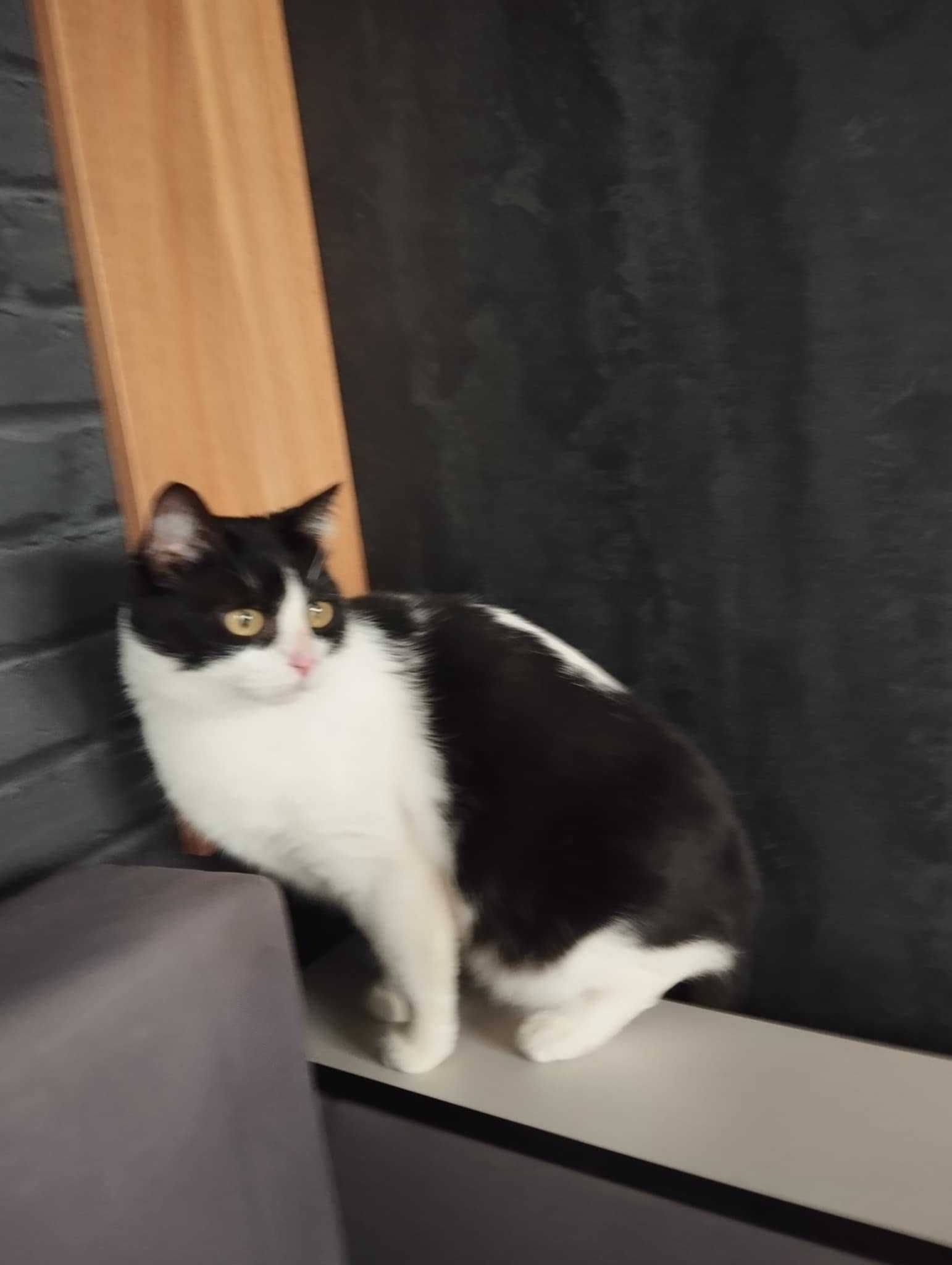 Gizmuś  śliczny kot do adopcji