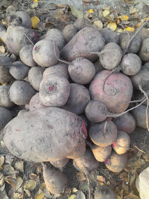 Буряк столовий , бурячок червоний