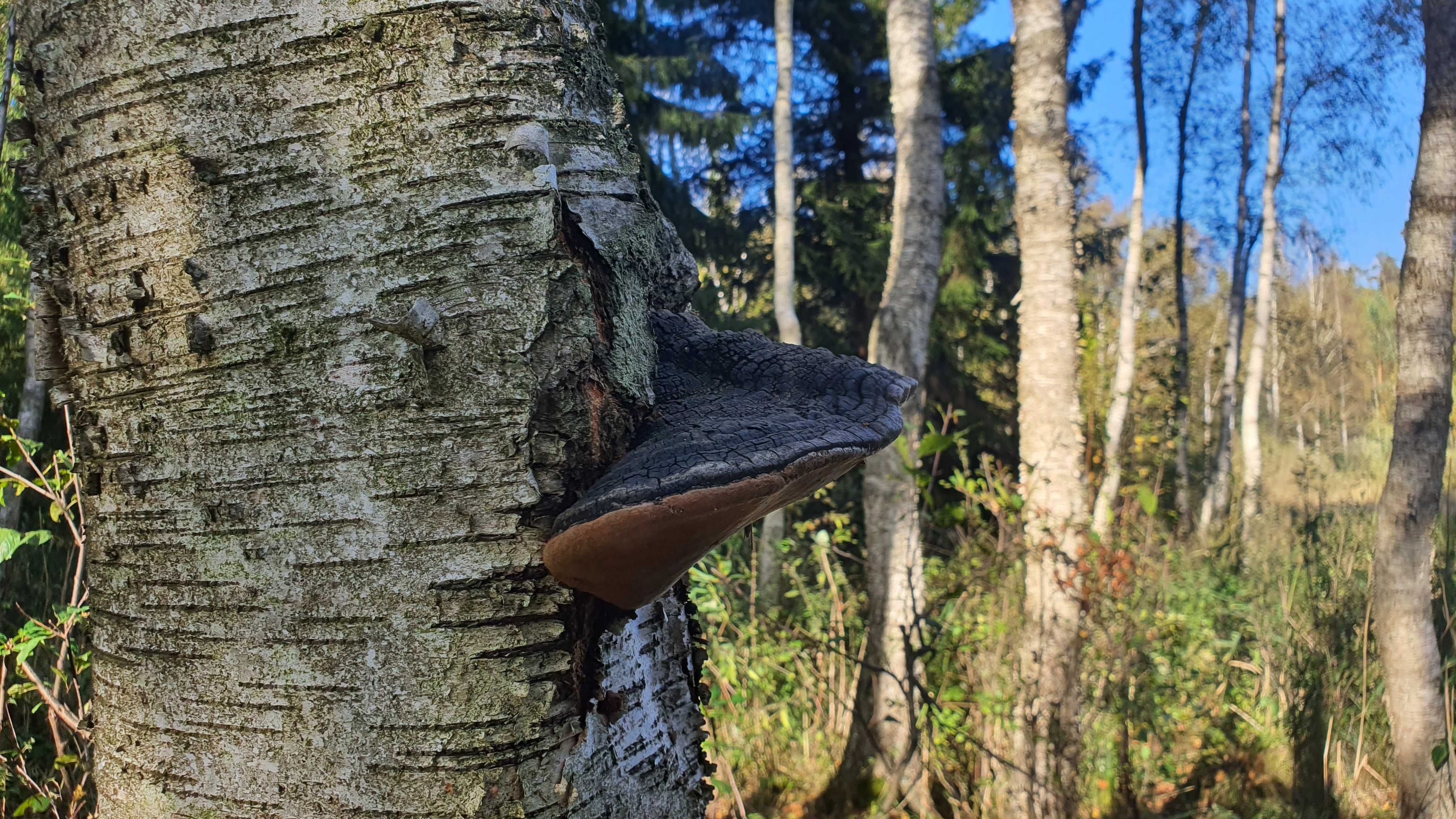 Czyreń ogniowy Phellinus igniarius