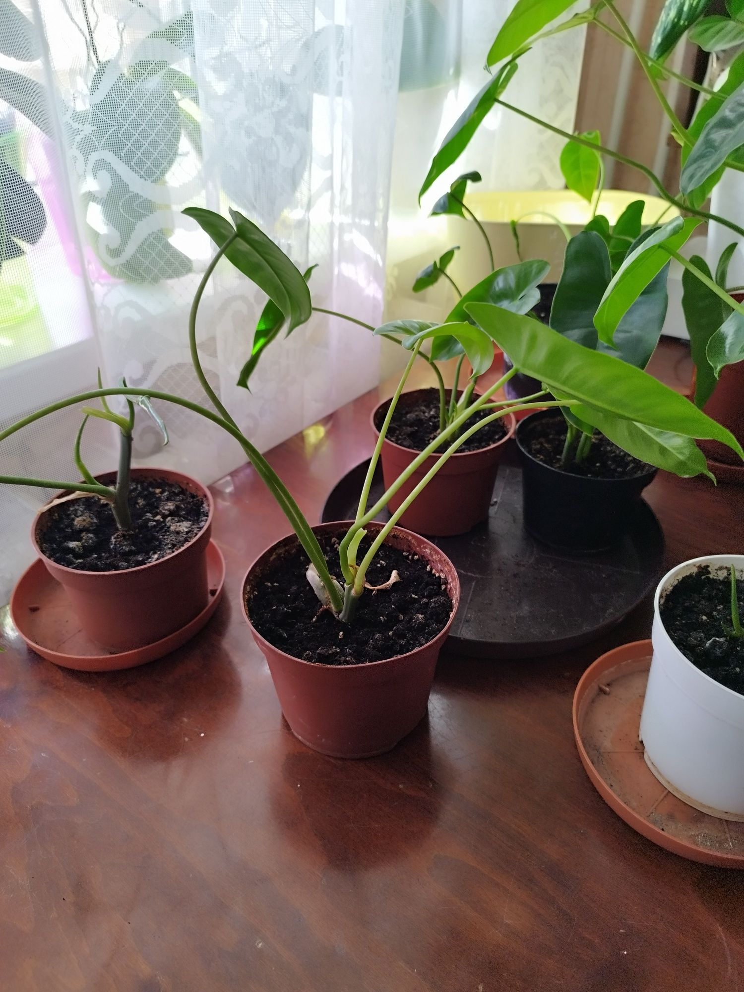 Епіпремнум, молоді рослини