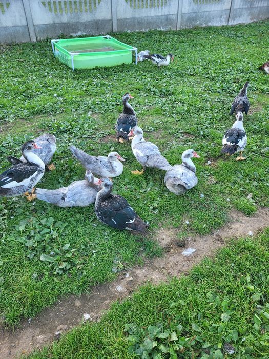 Gęsi,  Kaczki francuskie i bieguski żywe i tuszki