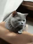Вязка Шотландский прямоухий кот Scottish Straights