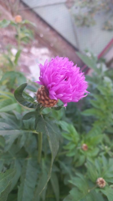 Волошка садова синя, волошка королевська рожева, саджанці