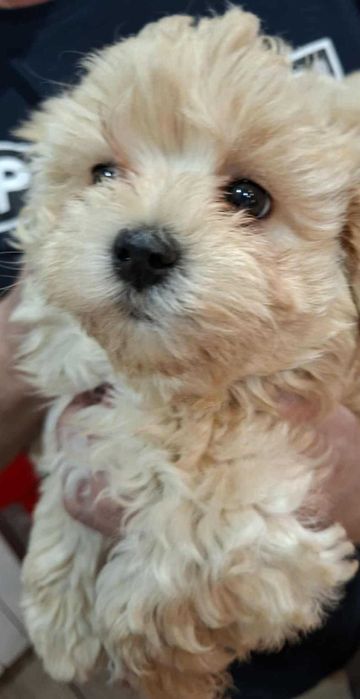 Matipoo Piesek rodzice z badaniami