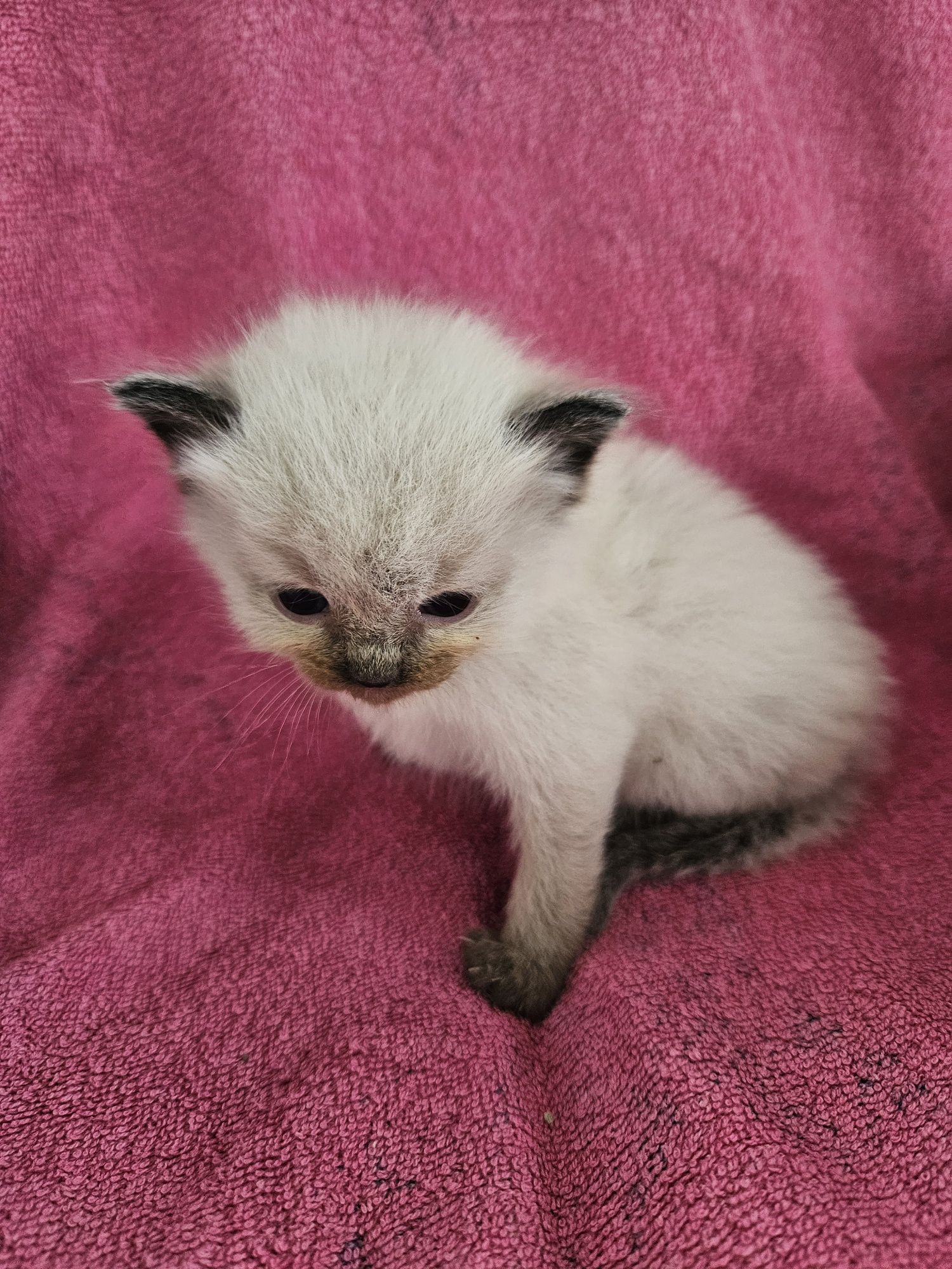 Ragdoll szuka domku