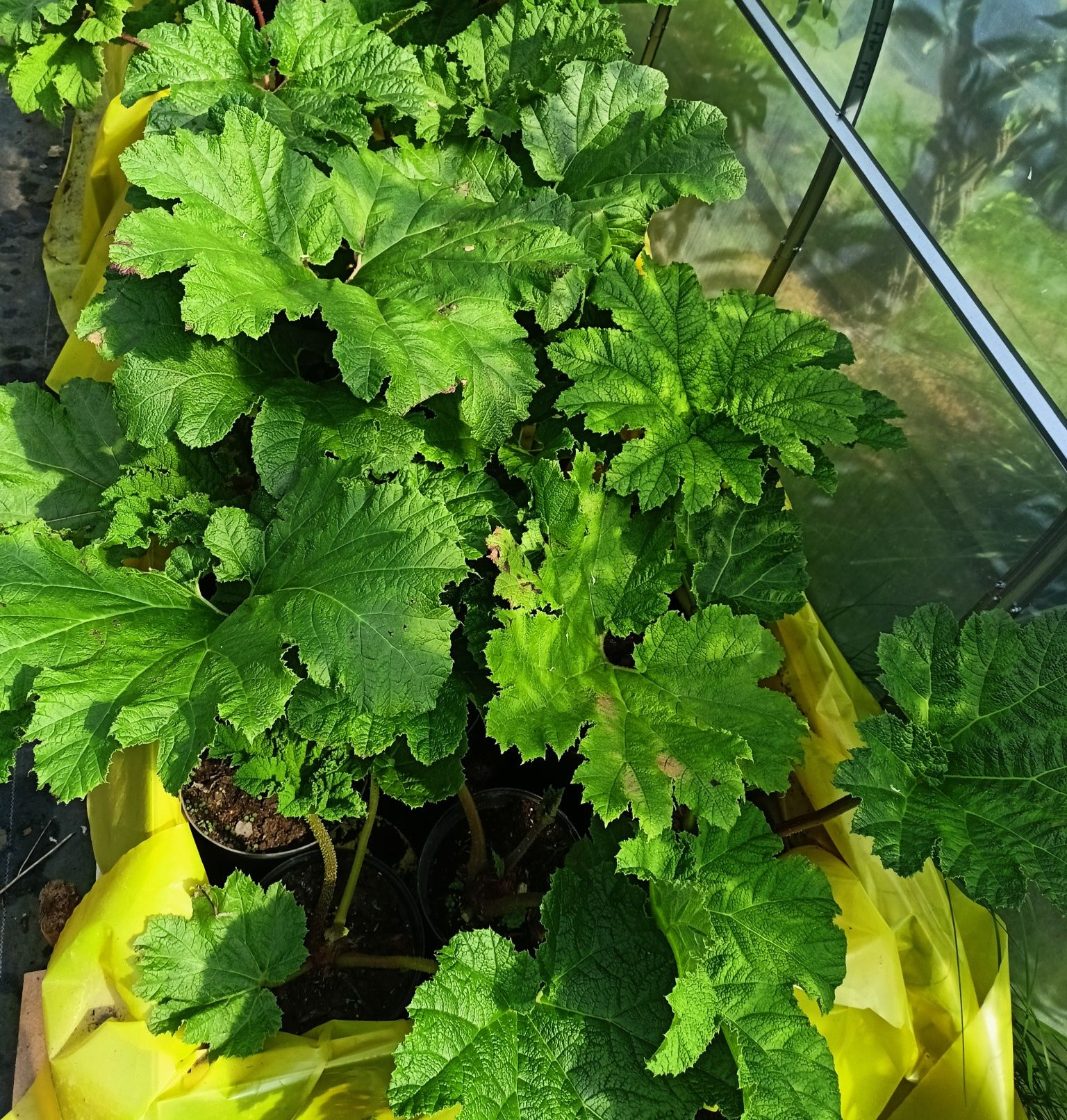 Gunnera Brazylijska
