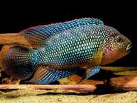 Красиві сині рибки для вашого акваріуму