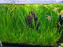 Plantas para aquário low tech