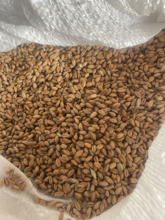 Озима пшениця по 9 гр