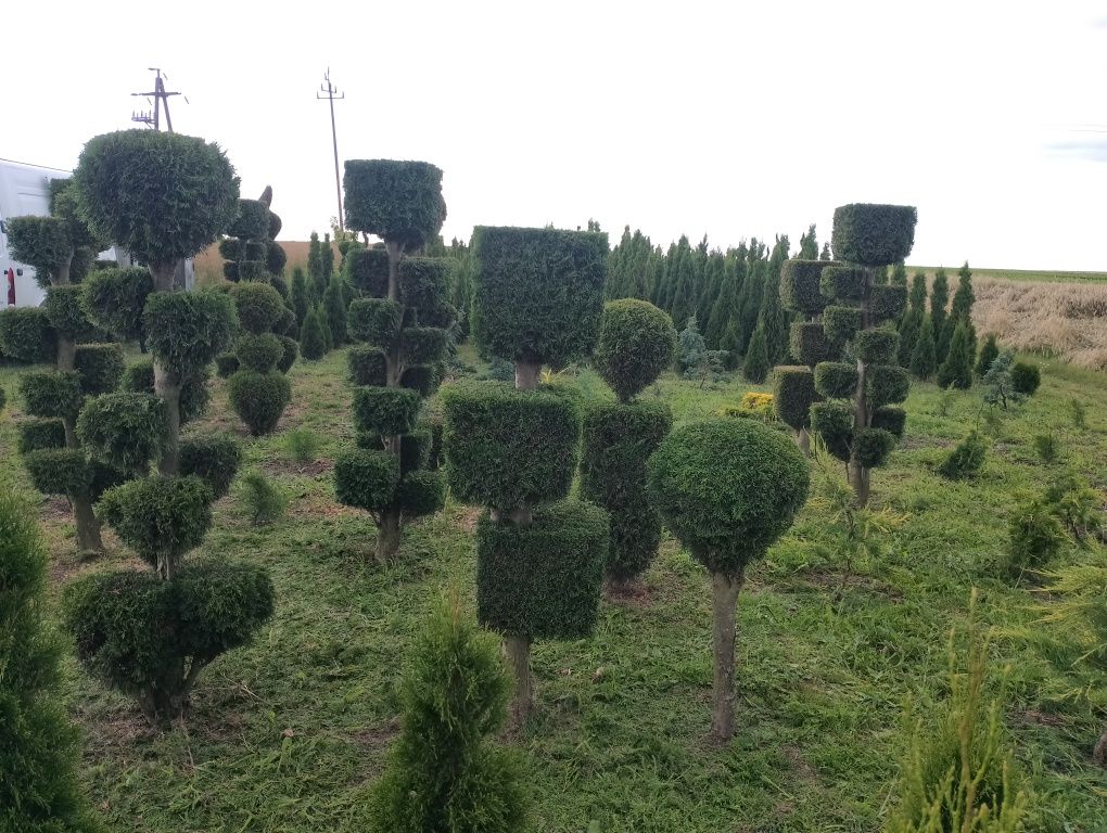 Sprzedam Bonsai ogrodowe