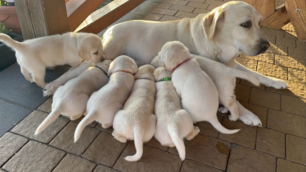 Piekna Suczka Labrador Retriever FCI
