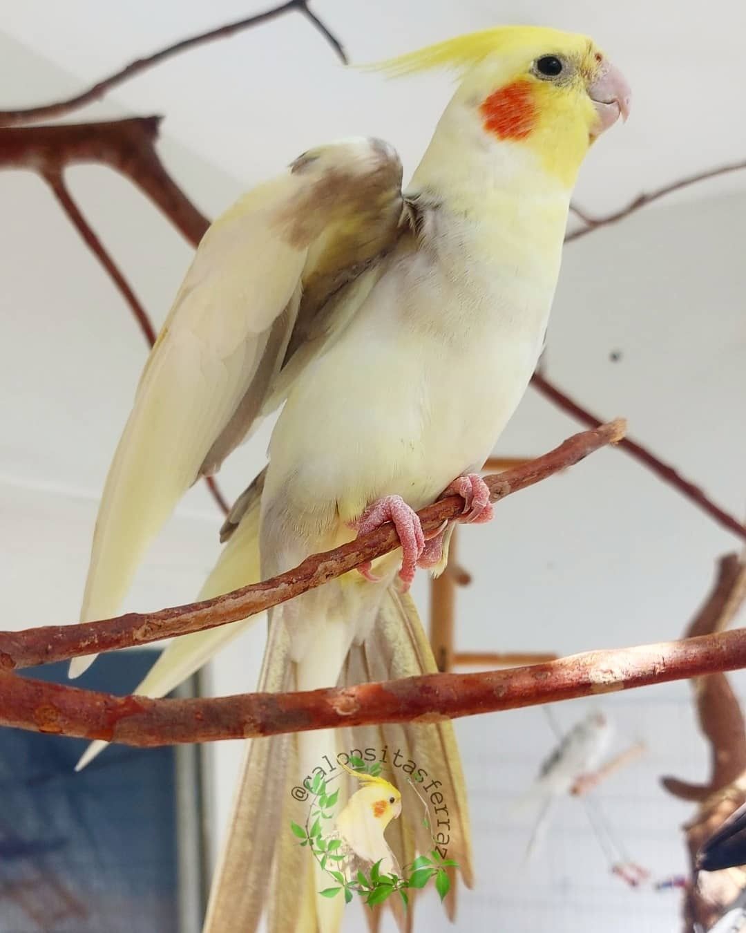 Попугай корелла серо-желтого, стандартного окраса с питомника, самцы.