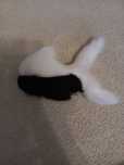 Ogonek furry rekinek
