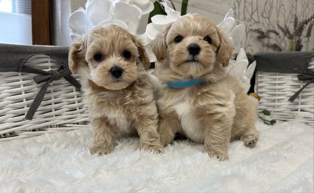 Преміальні щенята Мальтипу Мини Мальтипу f1 Мальтипу маленькая