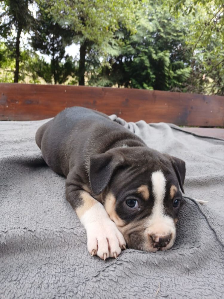 American Bully śliczny piesek
