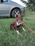Piesek suczka do adopcji