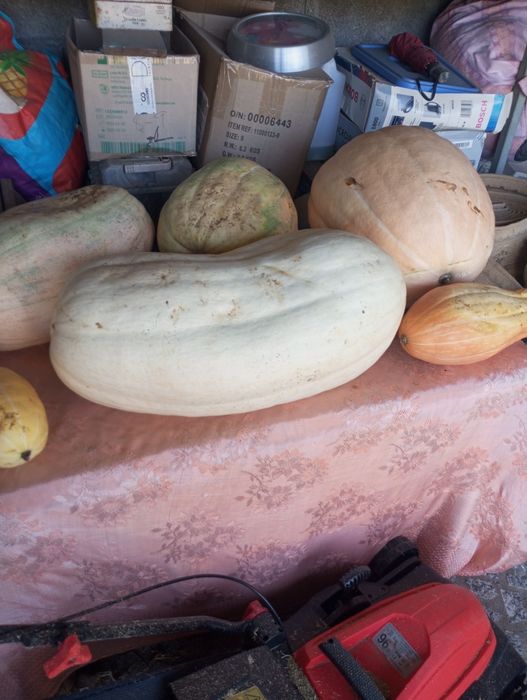 Vendo bolina inteira a 50 cêntimos do kilo